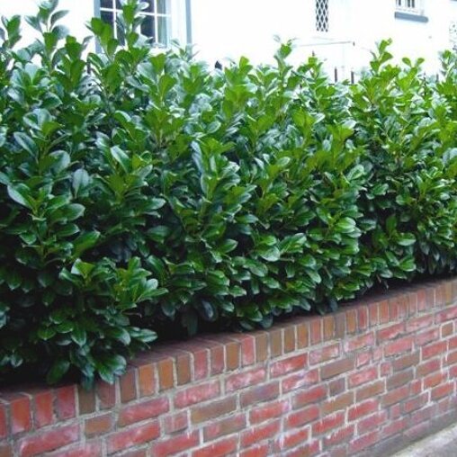 Prunus laurocerasus 'Novita'